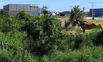 Imagem 7: Terreno de 2.112m² à Venda na Avenida Pedro Zapelini