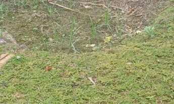 Imagem 3: Terreno alto padrão Bairro Glória - Joinville