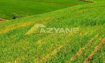 Imagem: OPORTUNIDADE IMPERDÍVEL EM MARMELEIRO