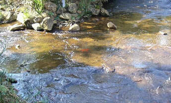 Imagem 3: Urubici: 456ha no Campo dos Padres a 1.823m de Altitude
