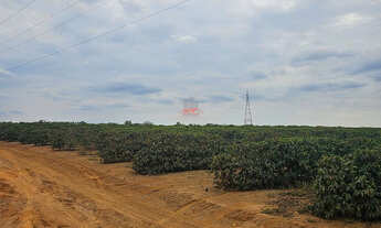 Imagem 2: Fazenda de Café em Capelinha MG: 970 Hectares à Venda