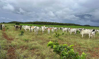 Imagem: Fazenda 1.752ha em Pedro Afonso-TO Lavoura