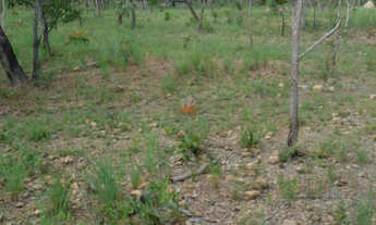 Imagem 7: Fazenda 684 ha em Palmeirais-PI: 2km do Asfalto e Doc OK