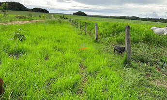 Imagem 6: Fazenda 1.752ha em Pedro Afonso-TO: Lavoura e Pecuária