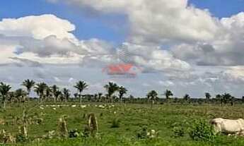 Imagem 7: Fazenda Alto Padrão MA: 2.170ha, BR-316, Pecuária/Soja