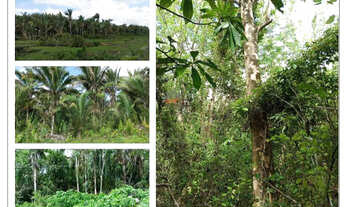 Imagem 5: Fazenda 2.172ha Pindaré-Mirim/MA Soja, Pecuária Alto Padrão