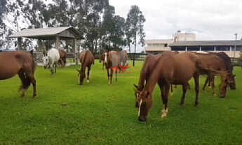 Imagem 7: 52ha Haras de Luxo PR | 29 Cocheiras