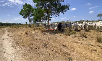 Imagem 6: Fazenda 800ha em Itapecuru-MA