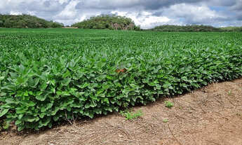 Imagem 2: Fazenda 1.752ha em Pedro Afonso-TO: Lavoura e Pecuária
