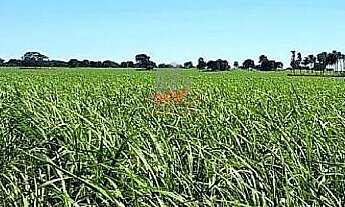 Imagem 4: Fazenda 140 Alqueires Arrendada para Usina São Martinho GO