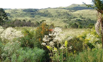 Imagem 2: Urubici: 456ha no Campo dos Padres a 1.823m de Altitude