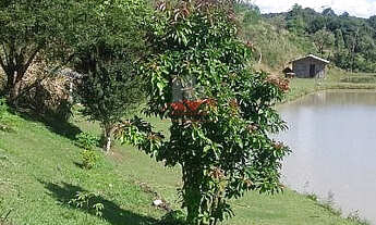 Imagem 7: Chácara em Mandirituba: 18 mil m² perto do Ceasa e BR-116