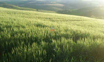 Imagem 5: Fazenda em Borrazópolis: 123 Alq, sendo 85 Alq de Lavoura
