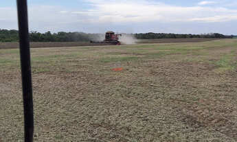 Imagem 4: Fazenda 1740 ha no norte do Tocantins