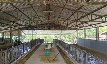 Imagem 7: Fazenda em Piraquara: Leite, Grãos e Silo para 12 mil Sacos
