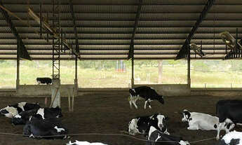 Imagem 5: Fazenda de Luxo em Mairipotaba: 30 Alq. a 80km de Goiânia