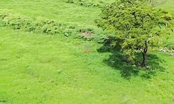 Imagem 2: Fazenda em Palmas TO: 2.265ha com Alta Argila e Chuva