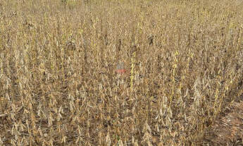 Imagem 3: Fazenda 1.752ha em Pedro Afonso-TO: Lavoura e Pecuária