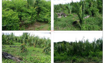 Imagem 4: Fazenda 2.172ha Pindaré-Mirim/MA Soja, Pecuária Alto Padrão