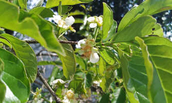 Imagem 5: CHÁCARA à venda com 4840m² por R$ 100.000,00 no bairro Areia Branca - MANDIRITUBA / PR