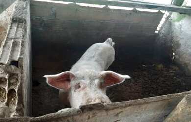 Imagem 4: Sítio para Venda em Cachoeiras de Macacu, Quizanga, 3 dormitórios, 1 banheiro, 1 vaga
