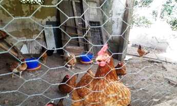 Imagem 6: Sítio para Venda em Cachoeiras de Macacu, Quizanga, 3 dormitórios, 1 suíte, 1 banheiro, 1