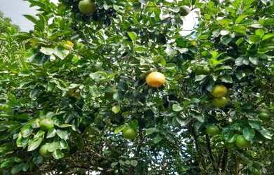Imagem 4: Sítio para Venda em Cachoeiras de Macacu, Vecchi, 2 dormitórios, 1 suíte, 1 banheiro, 1 va