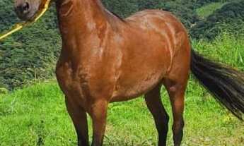 Imagem 5: Haras para Venda em Nova Friburgo, Boa Esperança de Cima, 1 dormitório