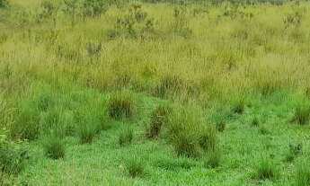 Imagem: Terreno para Venda em Rio Bonito, Chavão