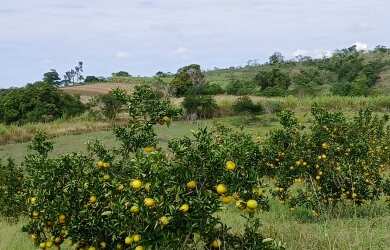 Imagem 3: Sítio para Venda em Araruama, São Vicente de Paula, 3 dormitórios, 1 banheiro