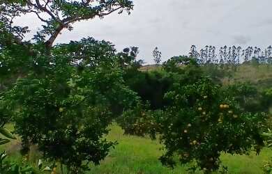 Imagem 5: Sítio para Venda em Araruama, São Vicente de Paula, 3 dormitórios, 1 banheiro