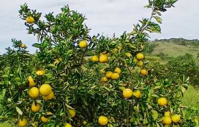 Imagem 6: Sítio para Venda em Araruama, São Vicente de Paula, 3 dormitórios, 1 banheiro