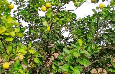 Imagem 7: Sítio para Venda em Araruama, São Vicente de Paula, 3 dormitórios, 1 banheiro