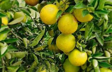 Imagem 2: Sítio para Venda em Araruama, São Vicente de Paula, 3 dormitórios, 1 banheiro