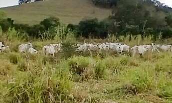 Imagem: Fazenda para Venda em Rio Bonito, Rio Vermelho