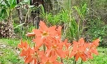 Imagem: Sítio para Venda em Itaboraí, Calundu