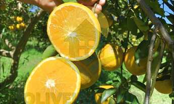 Imagem: Sítio para Venda em Tanguá, Posse dos