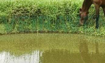 Imagem: Sítio para Venda em Tanguá, Lagoa Verde