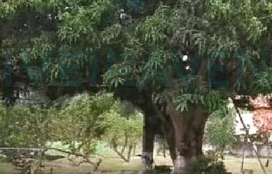 Imagem 7: Sítio para Venda em Tanguá, Cancela Preta, 3 dormitórios, 1 suíte, 2 banheiros, 2 vagas