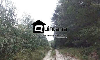 Imagem 7: FAZENDA COM REFLORESTAMENTO