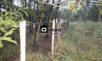 Imagem 4: FAZENDA COM REFLORESTAMENTO