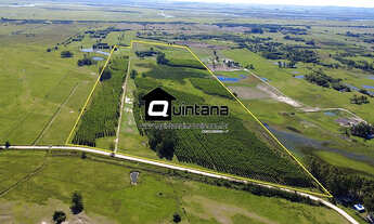 Imagem: Venda de 50 hectares em Rio grande RS no