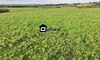 Imagem: Vendo sítio 20 hectares em Pelotas