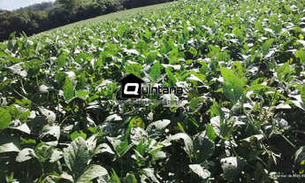 Imagem: Vendo fazenda 390 hectares em Piratini