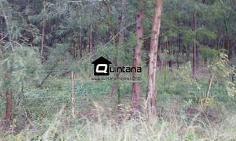 Imagem 3: FAZENDA COM REFLORESTAMENTO