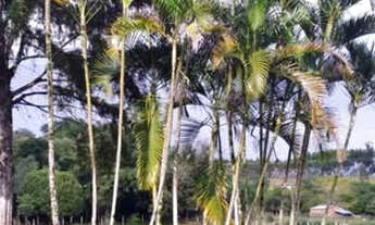 Imagem 6: CHÁCARA À VENDA, 03 DORMITÓRIOS, EM BOTUCATU!