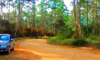 Imagem 1: MAIRIPORÃ - SÍTIO COM EUCALIPTOS 11 ALQUEIRES