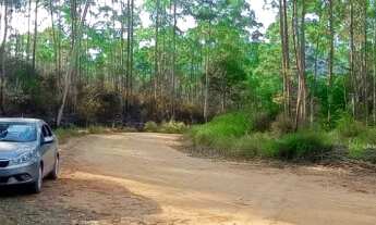 Imagem 4: MAIRIPORÃ - SÍTIO COM EUCALIPTOS 11 ALQUEIRES