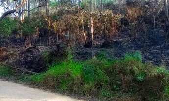 Imagem 3: MAIRIPORÃ - SÍTIO COM EUCALIPTOS 11 ALQUEIRES