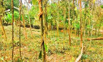 Imagem 6: ATIBAIA - Jardim Estância Brasil - Ac.carro. Ref. 3385